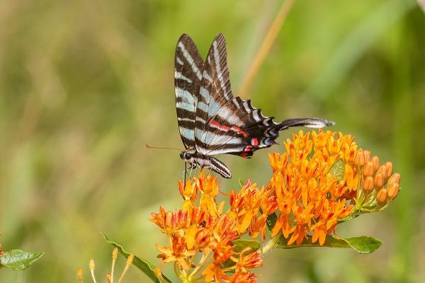 Day, Richard and Susan 아티스트의 Zebra Swallowtail-Protographium marcellus-on Butterfly Milkweed-Asclepias tuberosa-Marion County-Il작품입니다.